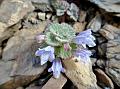 Roundleaf Catmint